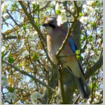 Garrulus glandarius - Eichelhaeher 07.jpg
